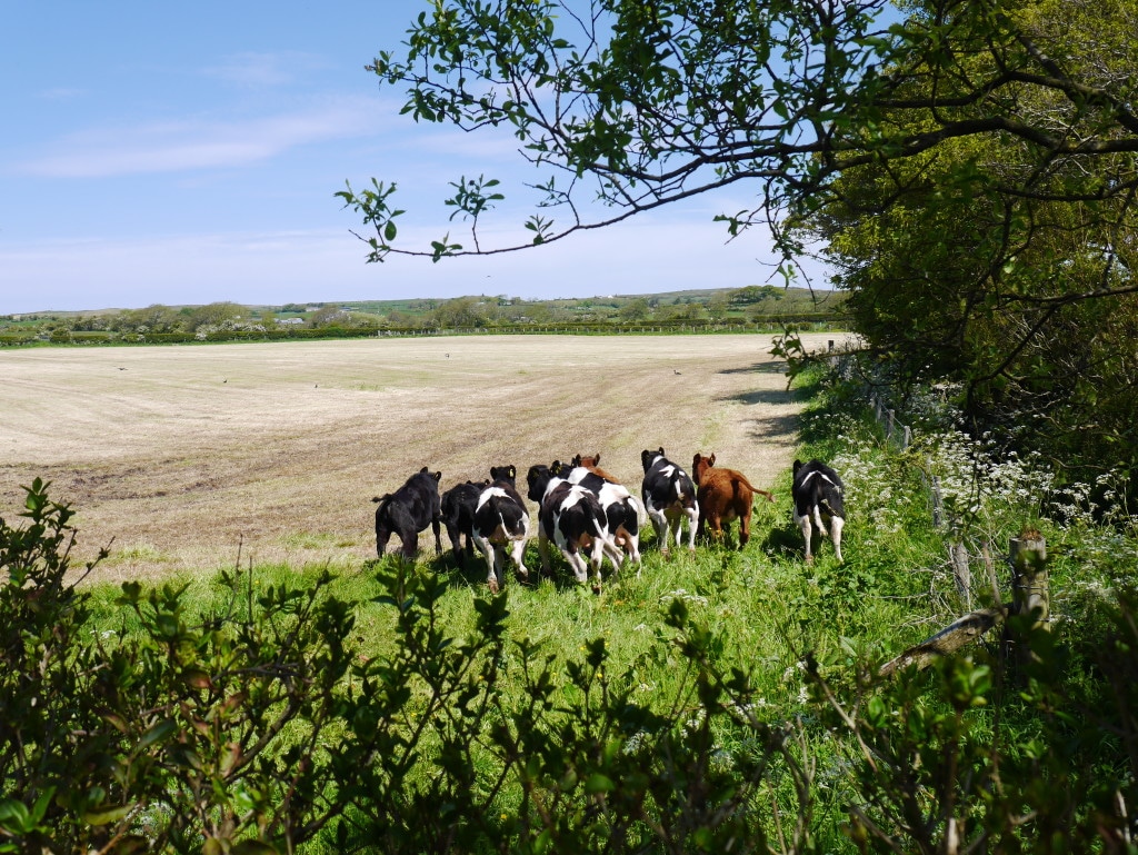 farm-blog-life-on-the-farm-cows-antrim-1024x769