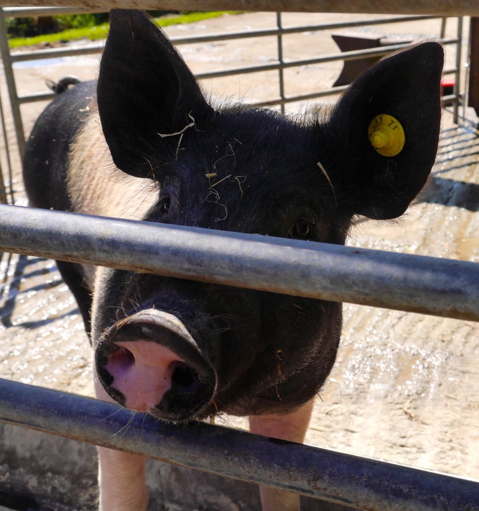 farm-blog-life-on-the-farm-pigs-piglets-rearing-960x1024