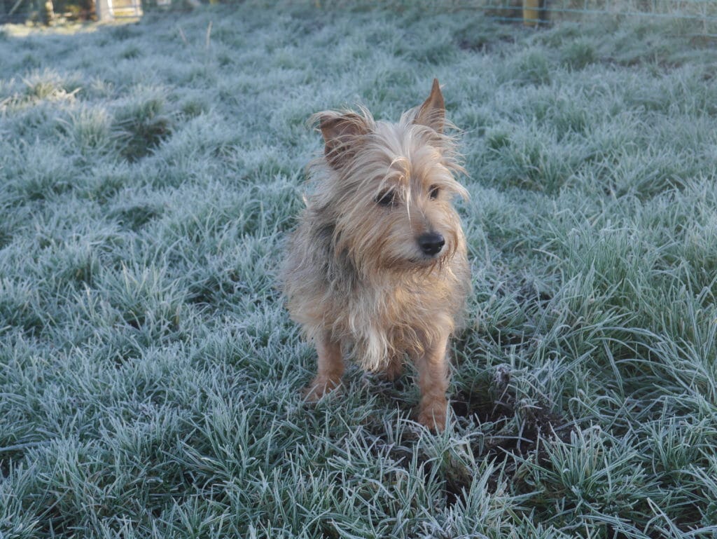 frosty-walk-terriers-tweeds-northern-ireland-antrim-blogger