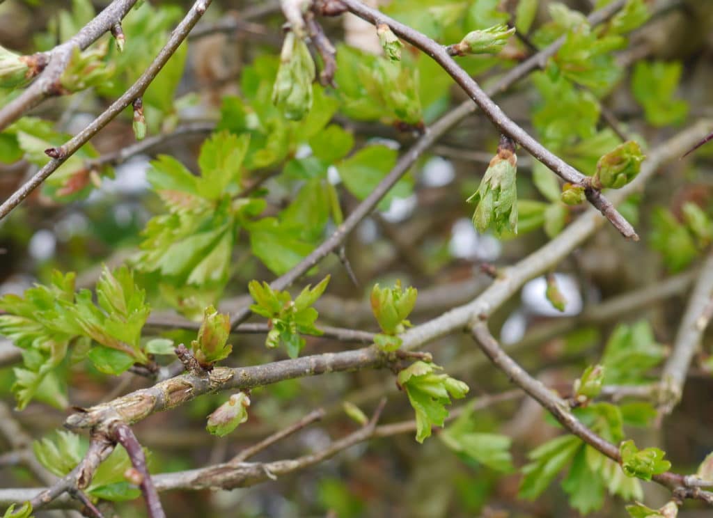 wild-food-foraging-april-may-hawthorn-leaves