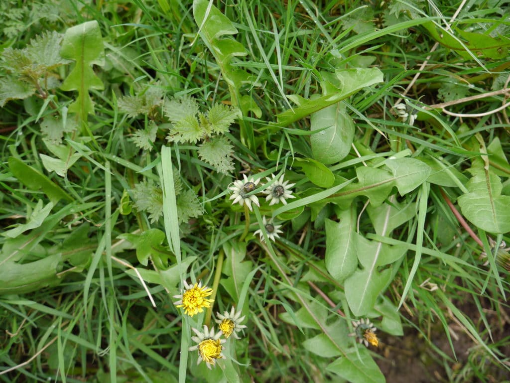 wild-food-spring-april-dandelion-nettle