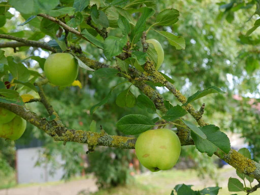 apple-trees-september